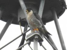 slechtvalk op de zendmast aan De Voorwaarts, februari 2018