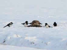 buizerd eet haas