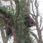 nest bij Kinderboerderij Laag Buurlo, januari 2010