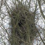 nest op een schoolplen aan de Homerusstraat, januari 2010