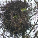 nest aan de Vuurbloem, februari 2015