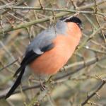 goudvink bij De Burcht, februari 2018