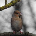 appelvink in het Matenpark, december 2019