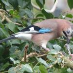 gaai eet muis in tuin aan Olieslagershorst, januari 2022