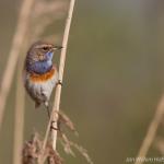 blauwborst in het Beekbergerwoud, april 2012