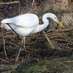 grote zilverreiger bij de Oude Beek in Lieren, februari 2012