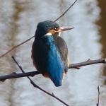 ijsvogel in het Matenpark, februari 2015