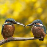 ijsvogel met jong, juli 2016