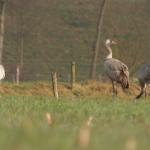 kraanvogels op een akker in de buurt van het Beekbergerwoud, maart 2015