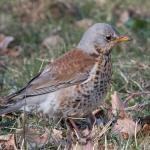 kramsvogel bij Vaassen, februari 2018