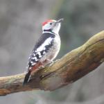 middelste bonte specht in landgoed Woudhuis, februari 2020