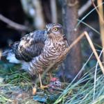 sperwer slaat huismus in tuin, januari 2011