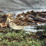 waterpieper bij Wilp